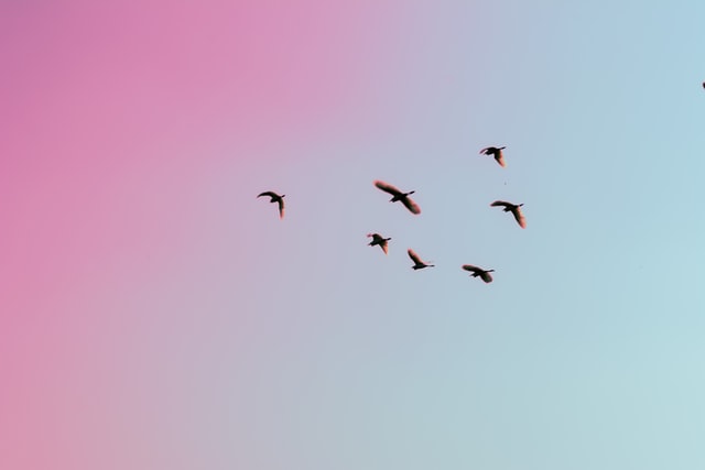 migrating birds