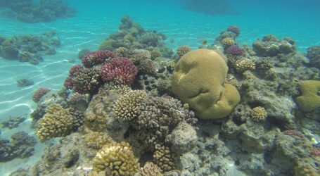 Ecofest 2021 Held in Gladstone – A Celebration of World Environment Day