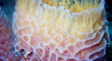 Women in Zanzibar Find New Livelihood – Growing Sea Sponges Increasing in Popularity