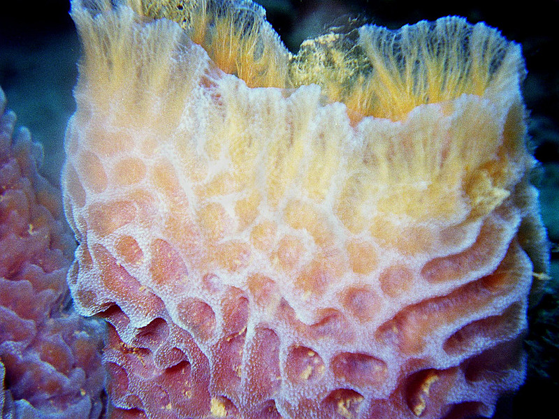 Sea Sponge