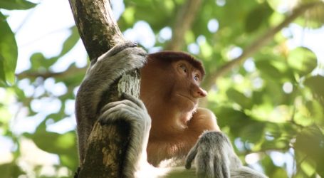 Nature Tourism for Families to Be Promoted in Malaysia – A New Post-Pandemic Strategy