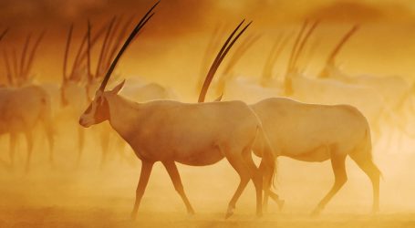 Sir Bani Yas Island Featured on Nat Geo Documentary – “Emirates From Above” Launched