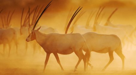 Sir Bani Yas Island Featured on Nat Geo Documentary – “Emirates From Above” Launched