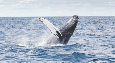 Mirissa Peak Whale Watching Season Coming to an End – More Adventures on Offer