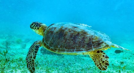 Rise of Green Turtle Population in Seychelles – Conservation in Action at Aldabra Atoll