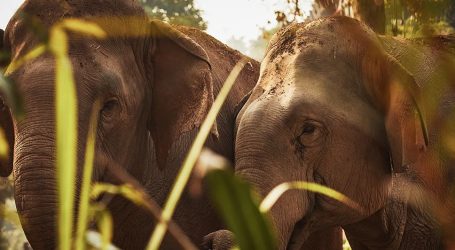 In the Jungles of Thailand, How Anantara Golden Triangle Is Reviving The Dying Mahout Culture – Conserving this part of Thailand
