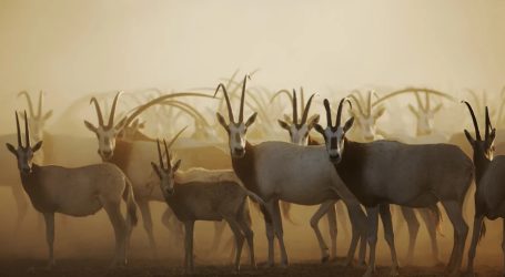 Abu Dhabi Launches Summer Tourism Campaign – Special Summer Pass Also on Offer