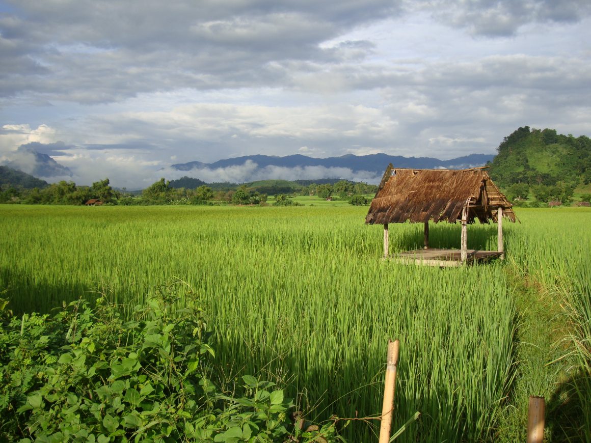 Laos rice fields