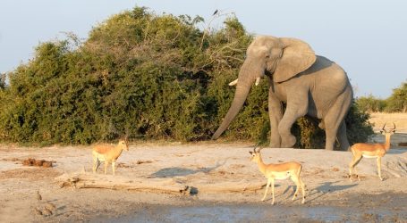Imagine Botswana 2022 in Gaborone – Highlighting Software-Centric Business Evolution