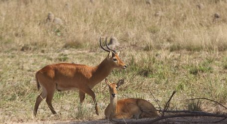 Zambia’s Kafue National Park Comes into the Limelight – A String of Notable Changes Underway