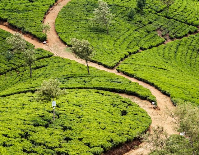 Nuwara Eliya