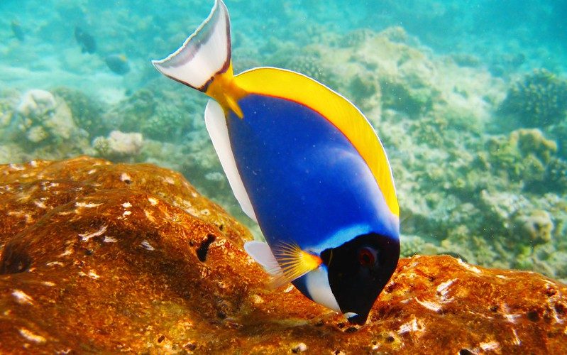 underwater