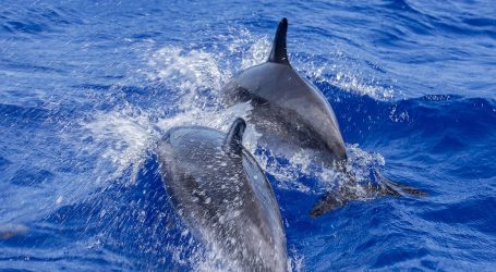 The Best Atolls for Whale & Dolphin Watching in Maldives Unveiled
