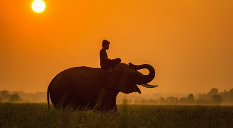 The Contribution of Elephants to Thailand’s Tourism Industry and the Impacts of COVID-19