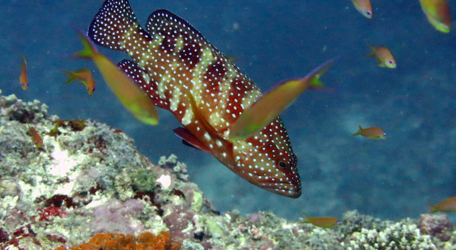 Maldives Marine Expo