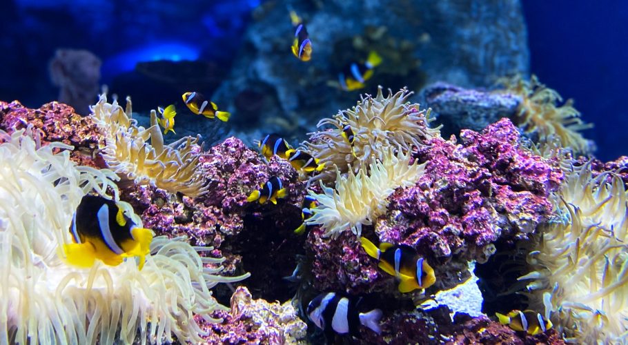 Marine Underworld