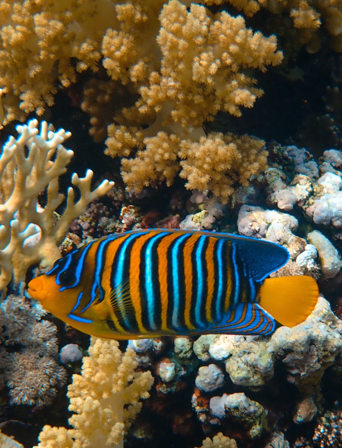 Marine Life