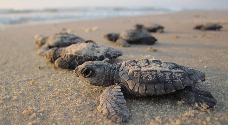A good sign for Turtle Conservation in Phang Nga – Efforts to preserve marine life pay off