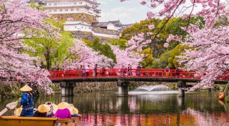 Cherry Blossom Season in Japan Ends – Festivals & Celebrations Held Across the Nation