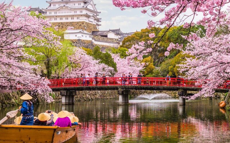 Cherry Blossom Season