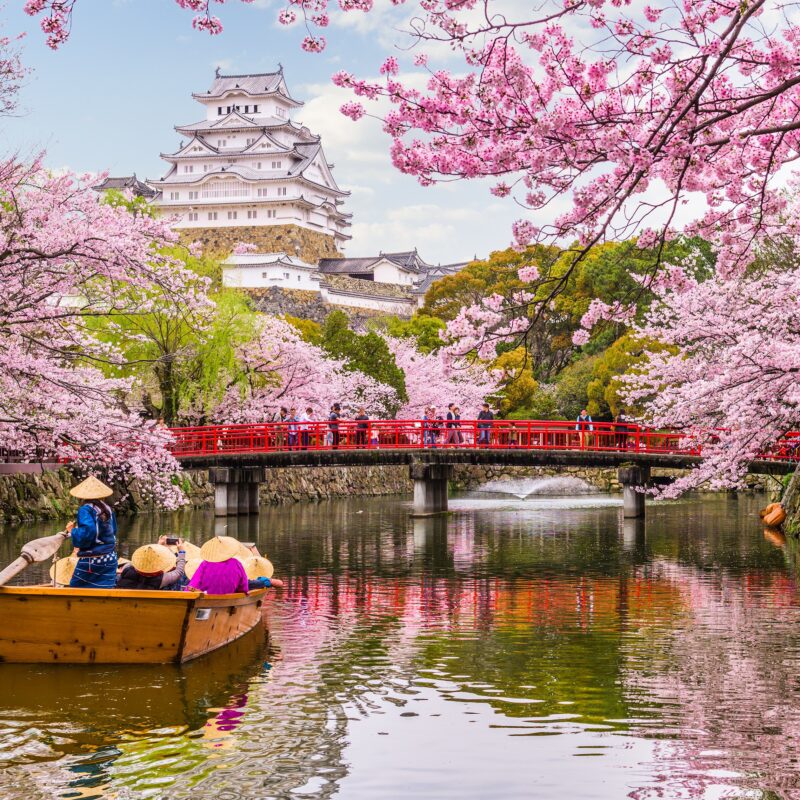Cherry Blossom Season