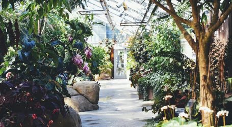 Plans to Open Phase I of Oman Botanic Garden by Year’s End