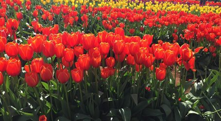 Embrace the Colors at the Tesselaar Tulip Festival in Melbourne – Blooms of Joy