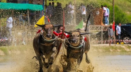 Wing Kwai Buffalo Racing Festival Unveils the Spirit of Thailand: Thrills and Tradition