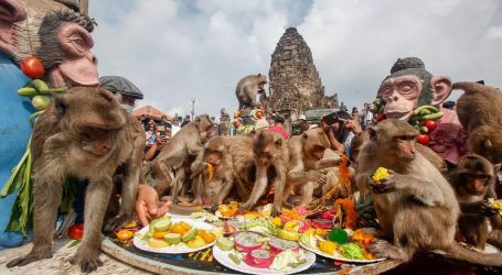 Lopburi Monkey Festival in Thailand – Expecting Throngs of Visitors!