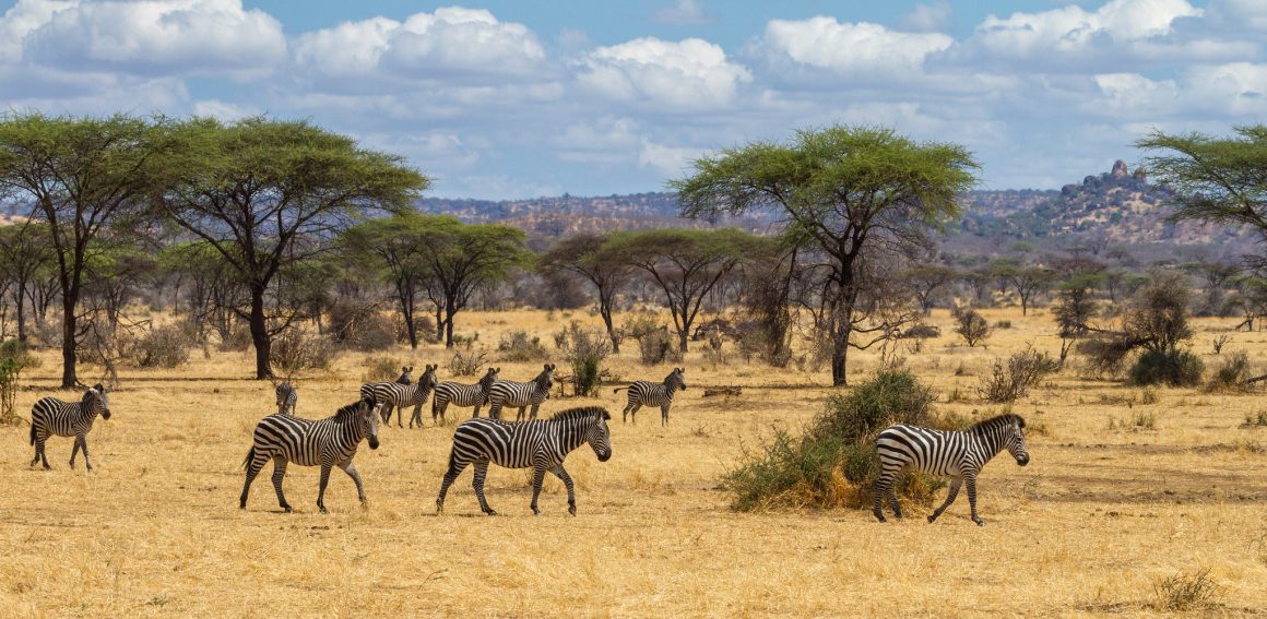 Tanzania National Parks