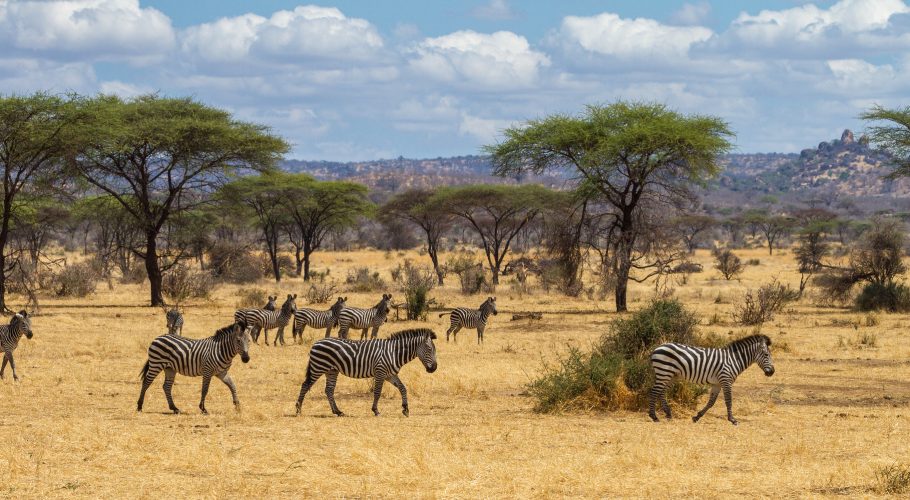Tanzania National Parks