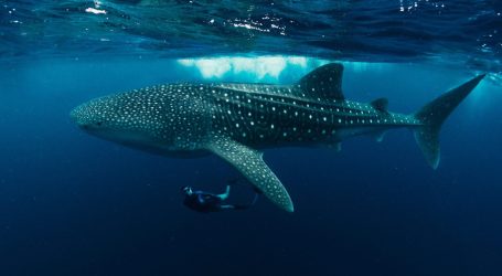 The Ocean Geographic Maldives Mantas & Whale Sharks Expedition: A Majestic Sight
