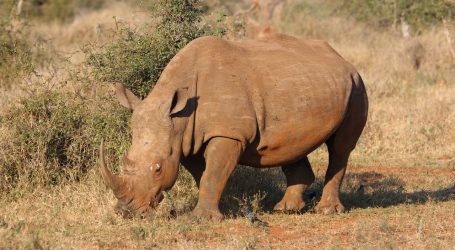 African Parks Initiates Massive Rhino Rewilding Project from Controversial Breeding Program