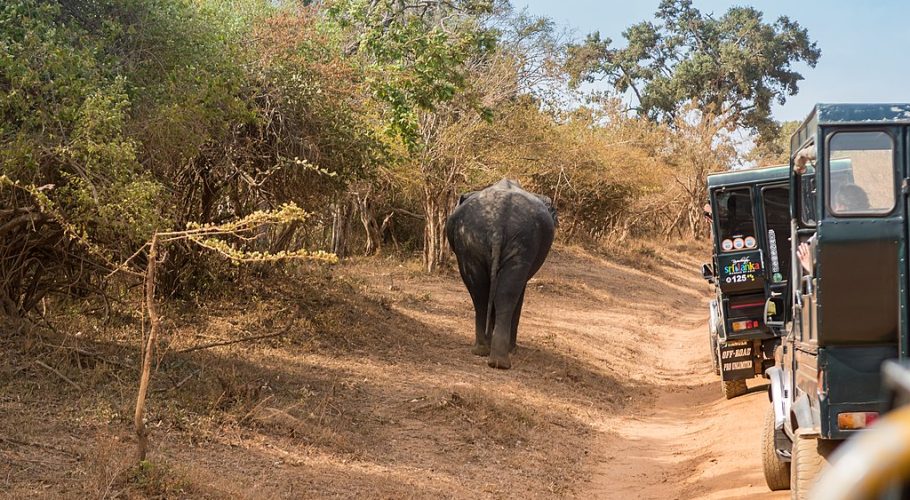 Yala Safari