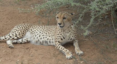The Arabian Peninsula Focuses on Cheetah Conservation – A Vital Need for Protecting Wildlife 
