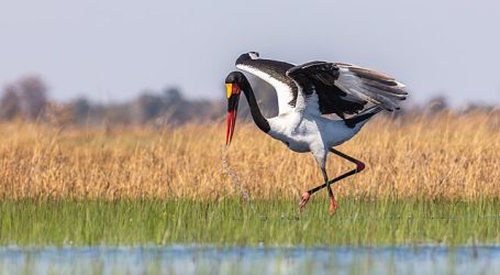 World Wetlands Day – A Day to highlight the importance of Wetlands around the world