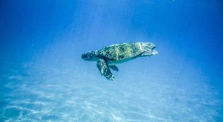 Rare Green Turtle Nesting Reported in Abu Dhabi – A Key Highlight for Marine Conservation 