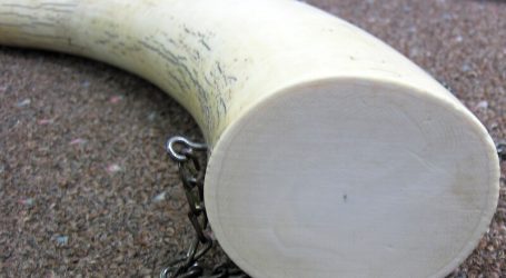 Thailand’s Tourism Authority Stands Firm Against Illegal Ivory Trade