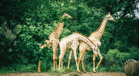 May Travels: From the Cyclades to Zambia