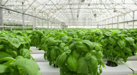 Indoor Hydroponic Farm at OZEN LIFE MAADHOO in the Spotlight – Cultivating Sustainability in Paradise