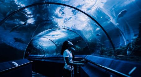 Chiang Mai Aquarium Reopens After Renovation, Boasts World’s Longest Underwater Tunnel