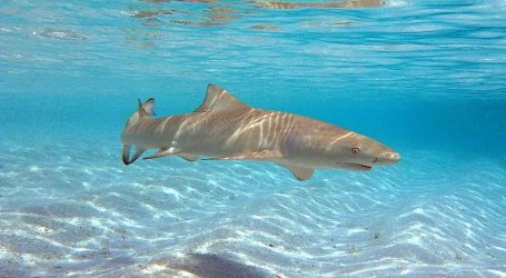 Indian celebrity swimming with the sharks in the Maldives – Says ‘an exhilarating adventure’