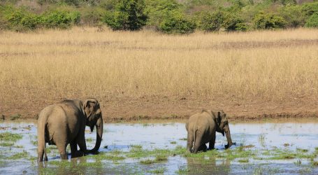 Sri Lanka Tourism: Resilient Surge and Ambitious Goals
