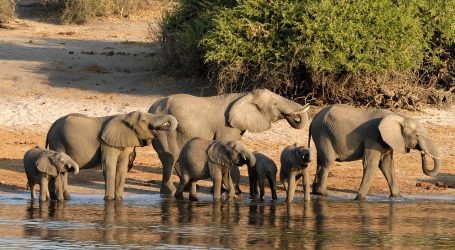 Potential for Botswana to Draw More GCC Travellers – Luxury Safaris Among Its Allures