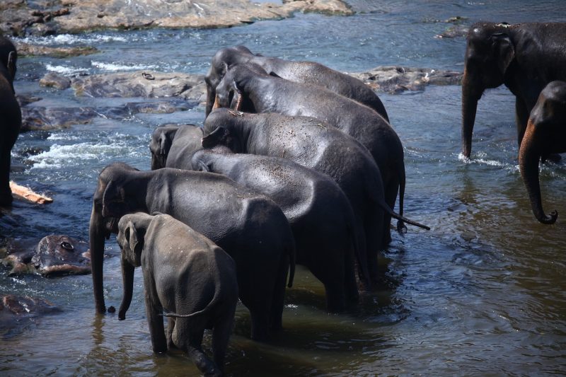 elephants