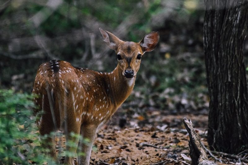 deer