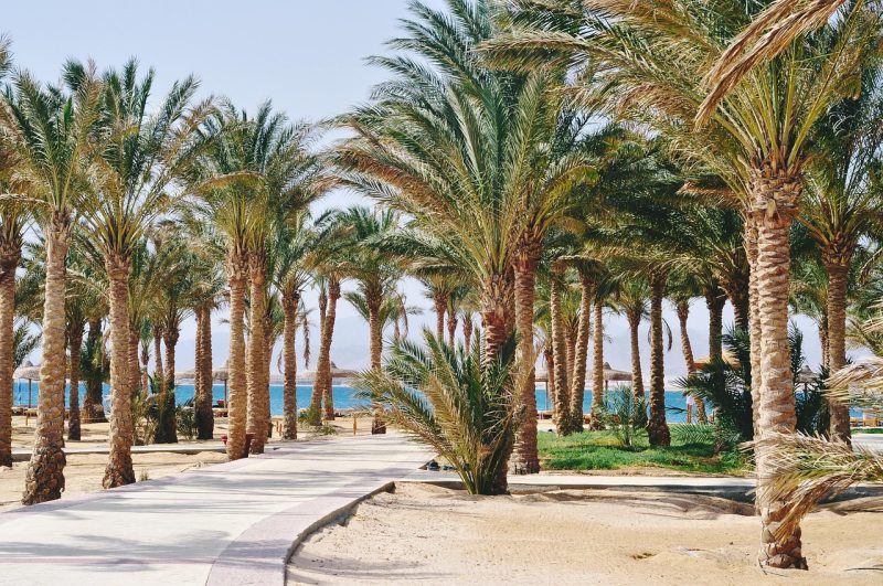 palm