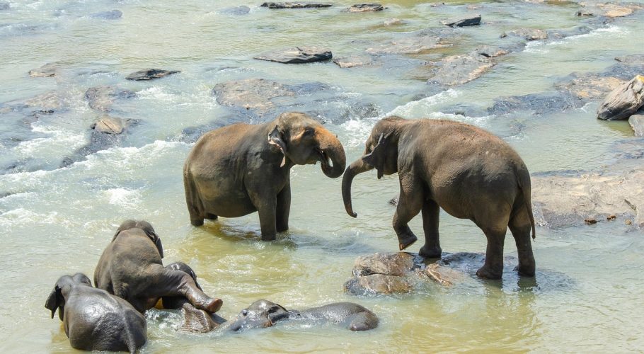 sri-lankan-elephant