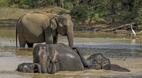 Seylan Bank and Cinnamon Nature Trails Spotlight Conservation Through ‘The Impossible Shot’