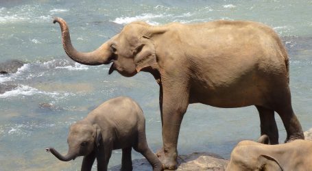 Sri Lanka Welcomes Over 80,000 Tourists in First Three Weeks of May
